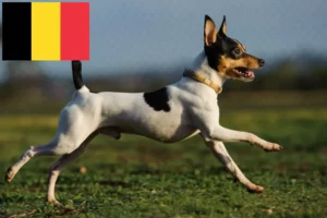 Read more about the article American Toy Terrier breeders and puppies in Belgium