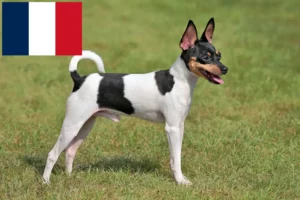 Read more about the article American Toy Terrier breeders and puppies in France