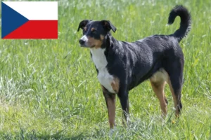 Read more about the article Appenzell Mountain Dog Breeder and Puppies in the Czech Republic