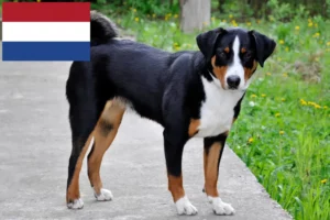 Read more about the article Appenzell Mountain Dog Breeder and Puppies in the Netherlands