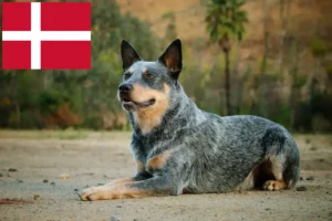 Read more about the article Australian Cattle Dog breeders and puppies in Denmark