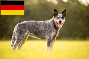 Read more about the article Australian Cattle Dog breeders and puppies in Germany