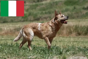 Read more about the article Australian Cattle Dog breeders and puppies in Italy