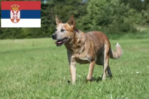 Read more about the article Australian Cattle Dog breeders and puppies in Serbia