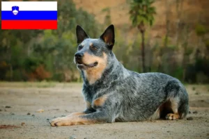 Read more about the article Australian Cattle Dog breeders and puppies in Slovenia