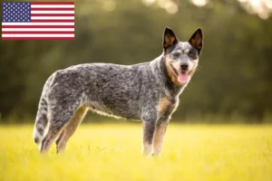 Read more about the article Australian Cattle Dog Breeders and Puppies in the USA