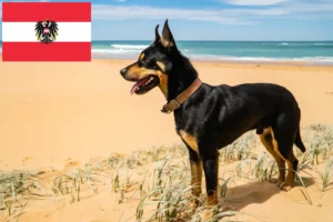 Read more about the article Australian Kelpie breeders and puppies in Austria