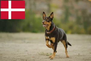 Read more about the article Australian Kelpie breeders and puppies in Denmark