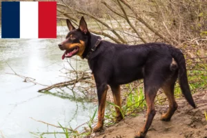 Read more about the article Australian Kelpie breeders and puppies in France