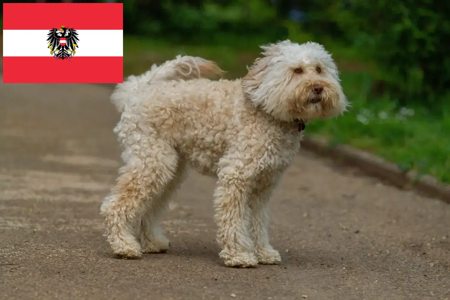 Read more about the article Australian Labradoodle breeders and puppies in Austria