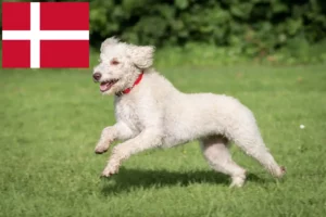 Read more about the article Australian Labradoodle breeders and puppies in Denmark