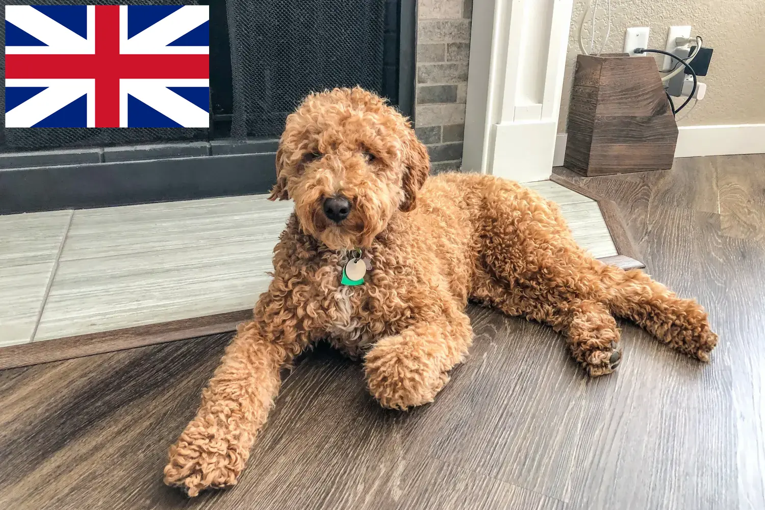 Read more about the article Australian Labradoodle breeders and puppies in Great Britain