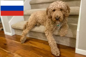 Read more about the article Australian Labradoodle breeders and puppies in Russia