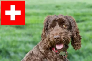 Read more about the article Australian Labradoodle breeders and puppies in Switzerland