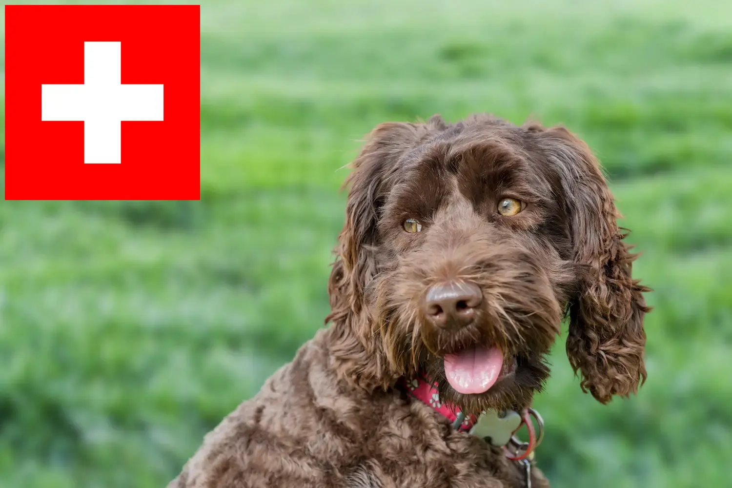 Read more about the article Australian Labradoodle breeders and puppies in Switzerland