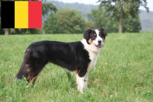 Read more about the article Australian Shepherd breeders and puppies in Belgium