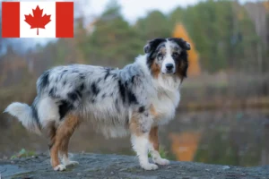 Read more about the article Australian Shepherd Breeders and Puppies in Canada