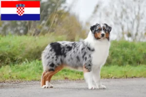 Read more about the article Australian Shepherd breeders and puppies in Croatia