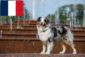 Read more about the article Australian Shepherd breeders and puppies in France