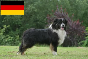 Read more about the article Australian Shepherd breeders and puppies in Germany