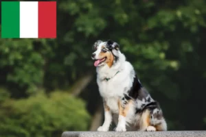 Read more about the article Australian Shepherd breeders and puppies in Italy