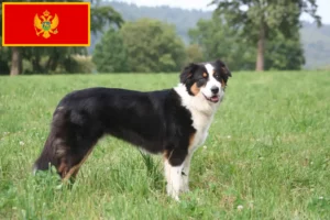 Read more about the article Australian Shepherd breeders and puppies in Montenegro