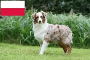 Read more about the article Australian Shepherd breeders and puppies in Poland