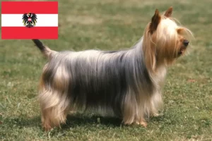 Read more about the article Australian Silky Terrier breeders and puppies in Austria