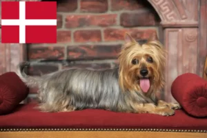 Read more about the article Australian Silky Terrier breeders and puppies in Denmark