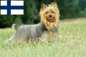 Read more about the article Australian Silky Terrier breeders and puppies in Finland