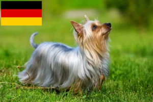 Read more about the article Australian Silky Terrier breeders and puppies in Germany