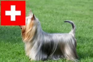 Read more about the article Australian Silky Terrier breeders and puppies in Switzerland