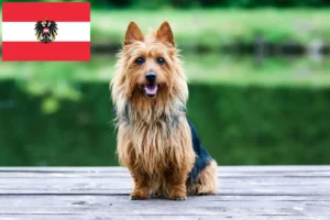 Read more about the article Australian Terrier breeders and puppies in Austria