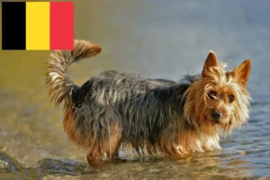 Read more about the article Australian Terrier breeders and puppies in Belgium