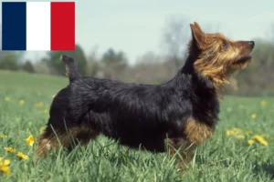 Read more about the article Australian Terrier breeders and puppies in France