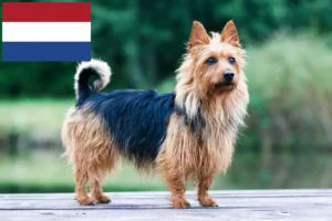 Read more about the article Australian Terrier breeders and puppies in the Netherlands