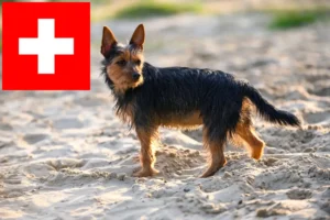 Read more about the article Australian Terrier breeders and puppies in Switzerland