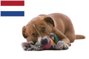 Read more about the article Austrian Pinscher breeder and puppies in the Netherlands