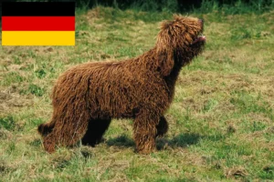 Read more about the article Barbet breeders and puppies in Germany