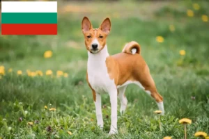 Read more about the article Basenji breeders and puppies in Bulgaria