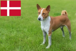 Read more about the article Basenji breeders and puppies in Denmark