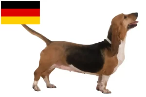 Read more about the article Basset Artésien Normand breeders and puppies in Germany