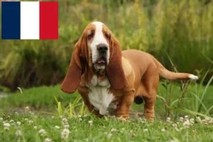 Read more about the article Basset Hound breeders and puppies in France
