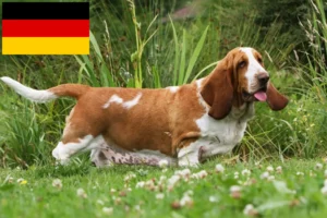 Read more about the article Basset Hound breeders and puppies in Germany