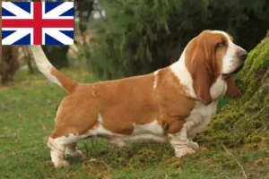 Read more about the article Basset Hound breeders and puppies in Great Britain