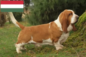 Read more about the article Basset Hound breeders and puppies in Hungary