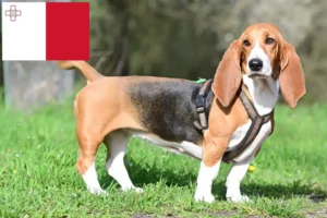 Read more about the article Basset Hound breeders and puppies in Malta