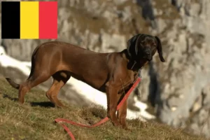 Read more about the article Bavarian Mountain Hound breeders and puppies in Belgium
