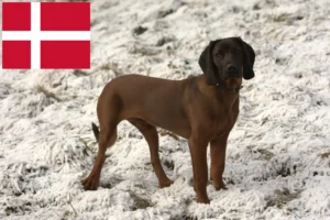 Read more about the article Bavarian Mountain Hound breeders and puppies in Denmark