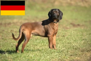 Read more about the article Bavarian Mountain Hound breeders and puppies in Germany